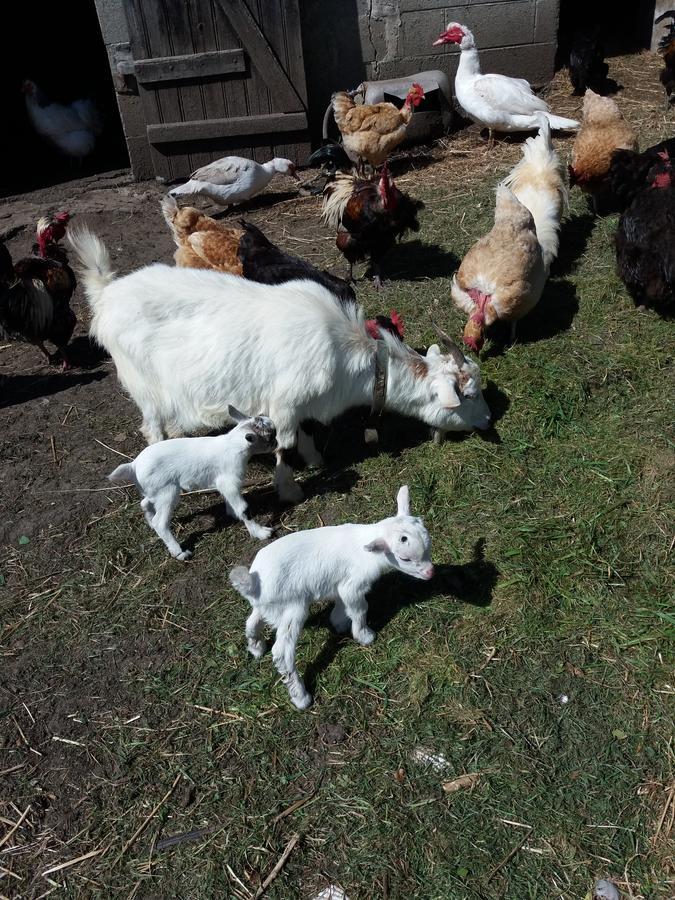 La Ferme Du Bout Du Monde Bed and Breakfast Plogoff Zewnętrze zdjęcie